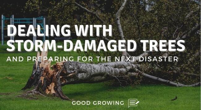 Storm Damaged Tree