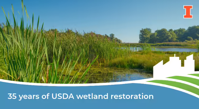 Agricultural wetland