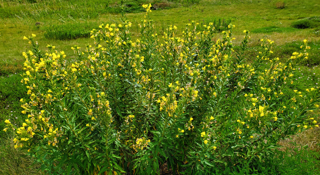 An evening primrose bush.