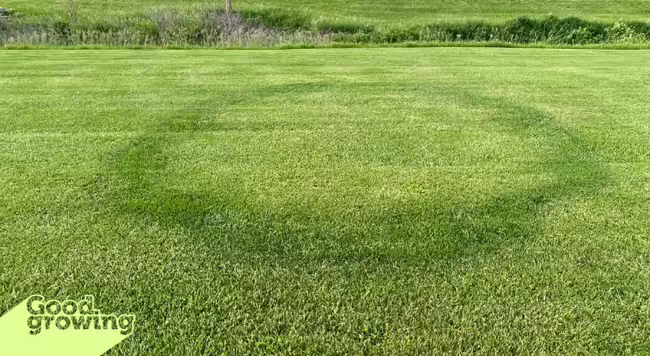 a ring of lush, dark green turfgrass surrounded by lighter green turfgrass