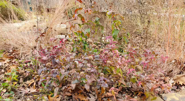 Bradbury Bee Balm.