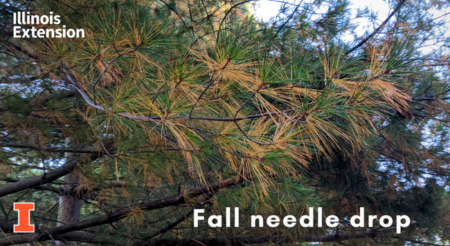 pine with fall displaying fall needle drop, older needles are turning yellow while newer needles remain green