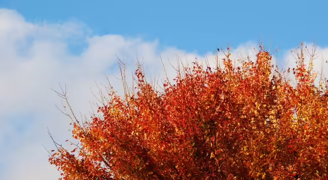 fall follage against a pretty blue sky with white clouds