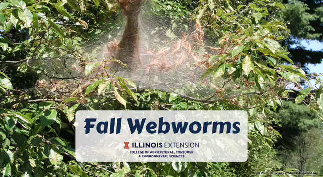 fall webworm webbing on tree branch with caterpillars inside