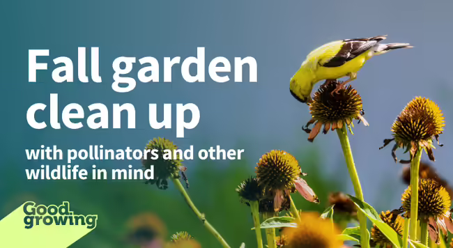 Fall garden clean up with pollinators and other wildlife in mind. Gold finch feeding on purple coneflower seeds