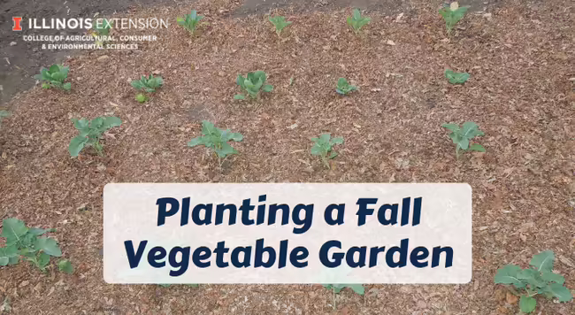 broccoli plants in a mulched garden