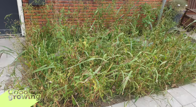 Weeds growing up between a sidewalk and a brick house