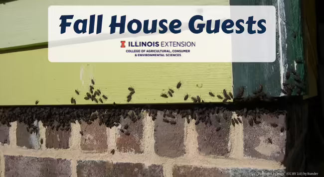 Boxelder bugs congregating on the outside of a home