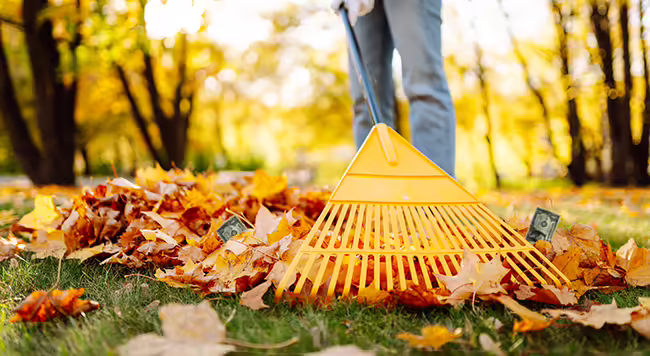 Yellow rake gathering leaves