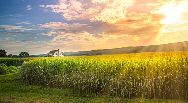 A field of corn with a house and hills in the background. 