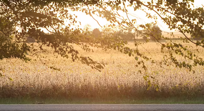 soybeans and tree