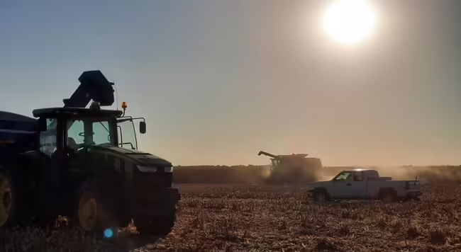 The sun beats down over a partially harvested cornfield with two combines and a white pick up truck in foreground.