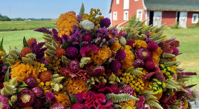 colorful flowers with barn in background