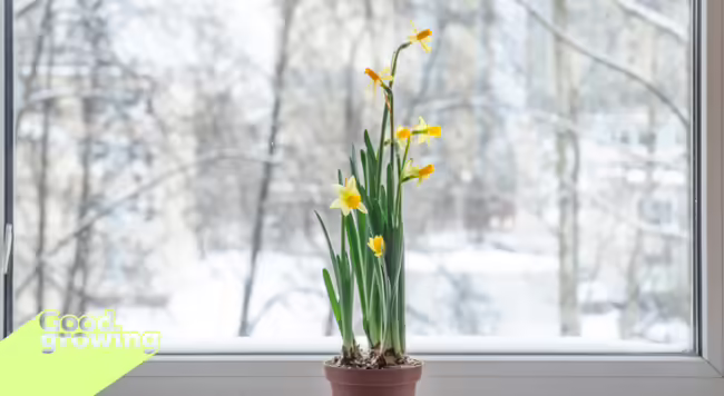 daffodils in a pot sitting on a windowsill with a snowy landscape behind
