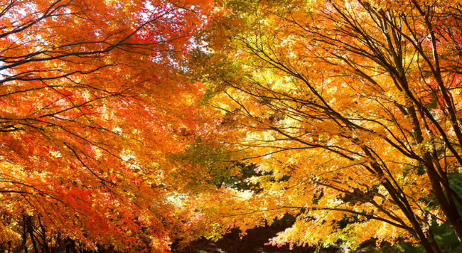Fall Foliage leaves