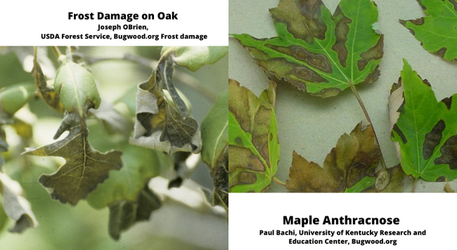 Leaves and frost damage