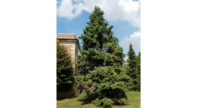Gymnosperms, like this Colorado blue spruce, are a group of nonflowering plants that emerged several hundred million years before flowering plants (angiosperms) entered the evolutionary history of the plant kingdom.