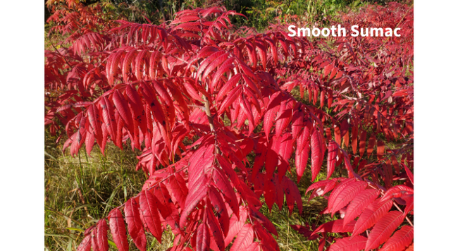 Smooth sumac is a commonly occurring native plant that boasts a spectacular fall display of fiery red leaves.
