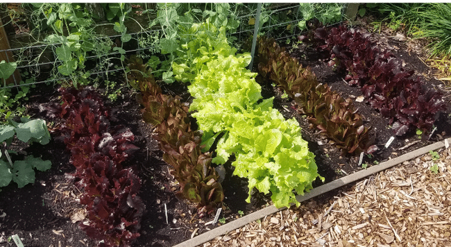August is a great time to start a fall garden including cool-season crops, like this lettuce, that will thrive in the milder temperatures of the late growing season. 