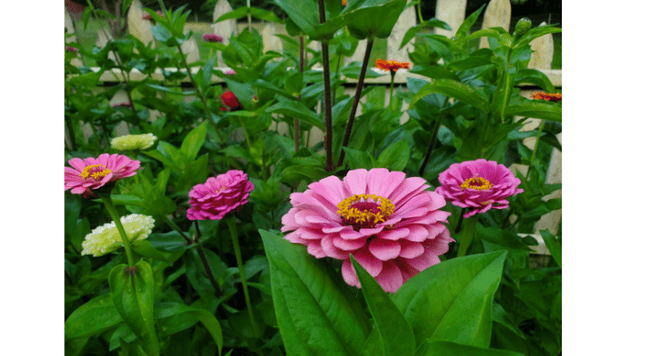 Zinnias are spectacular annuals that produce abundant blooms throughout the season.  