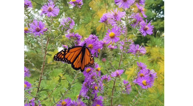 The star shaped flowers of New England aster provide a much needed floral resource for migrating pollinators, like the monarch butterfly.