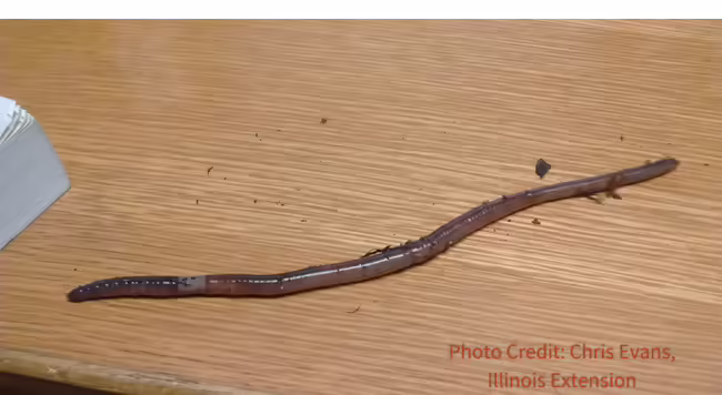 Non-native, invasive jumping worms can be identified by a cloudy white band that completely encircles the worm’s body