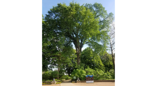 A mature American elm at Morton Arboretum in Lisle, IL