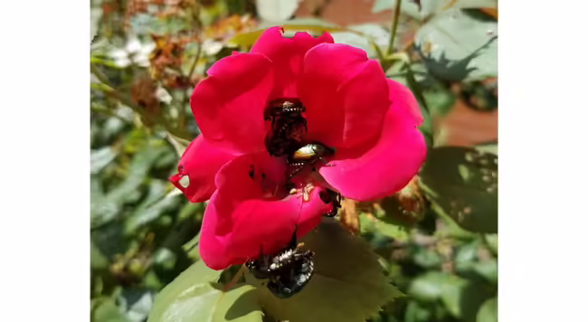 Japanese beetles emerge each June to feed on a variety of host plants, like this rose.