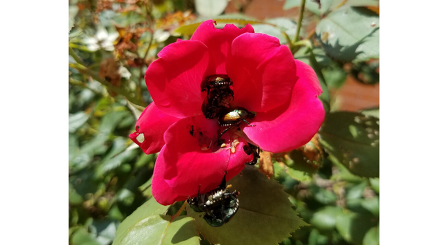 Japanese beetles emerge each June to feed on a variety of host plants, like this rose.
