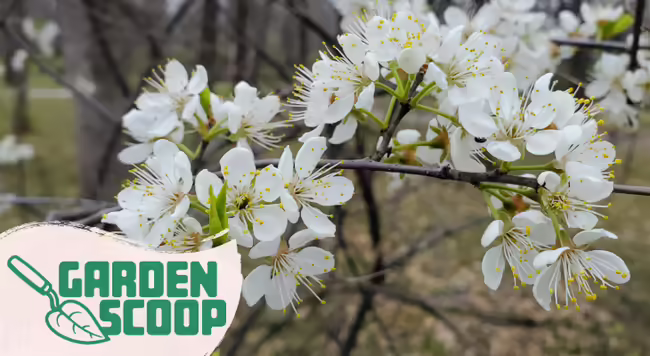 Cherry blossom with white blooms