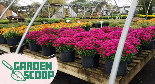 Garden Scoop logo with mums at a garden center in multiple colors