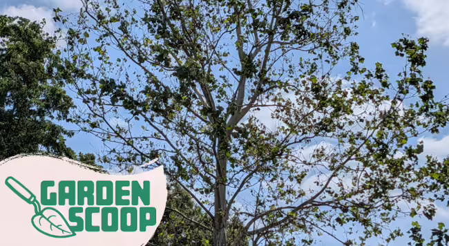 Sycamore tree infected with Anthracnose with Garden Scoop logo