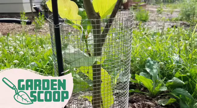 Garden Scoop logo with rabbit protection around a young tree