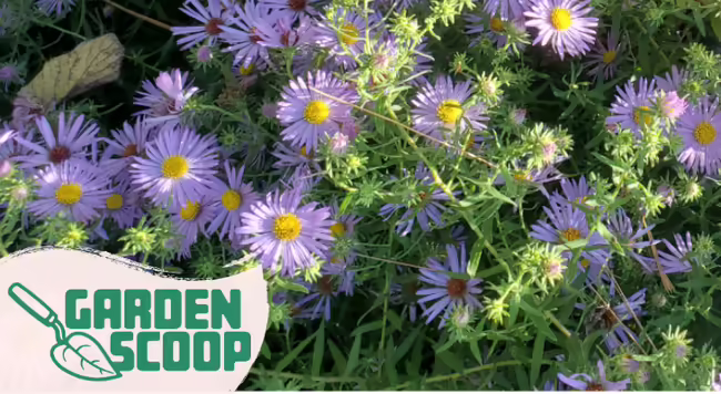 Garden Scoop logo with purple asters