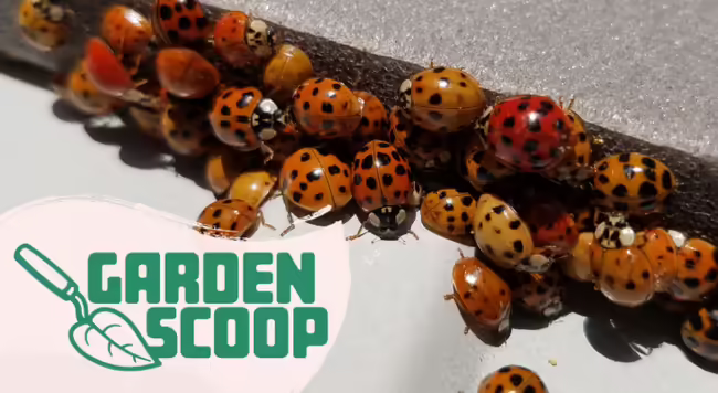 Garden Scoop logo with Asian lady beetles