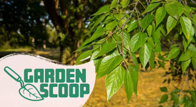 Garden Scoop logo with hackberry leaves