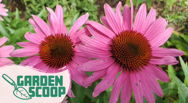 purple coneflowers up close
