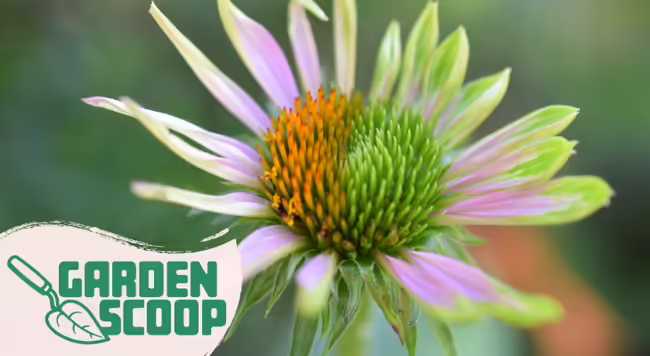 This purple coneflower is infected with aster yellows, which produces odd and deformed flowers that can actually be interestingly attractive at times.