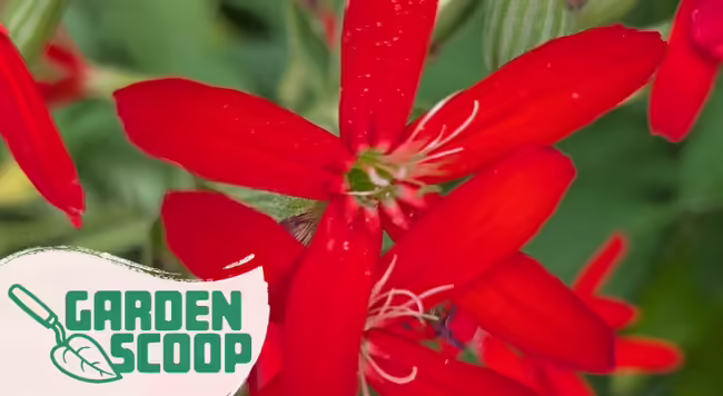 Royal Catchfly: A rare Illinois native worth growing