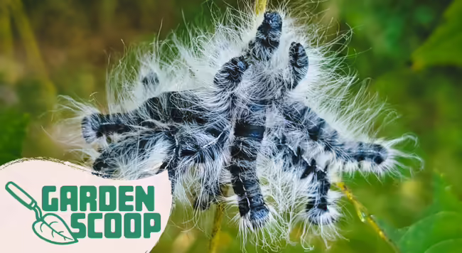 Walnut Caterpillars