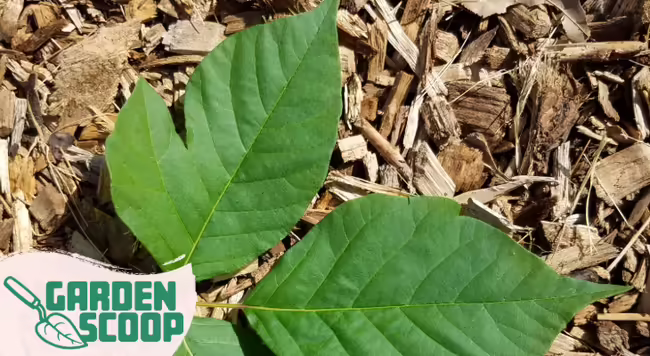 poison ivy leaves