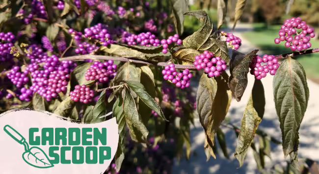 Garden Scoop logo with Beautyberry
