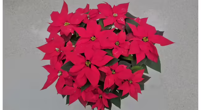 Poinsettias are the quintessential holiday house plant with nearly 30 million sold each year.
