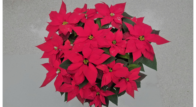 Poinsettias are the quintessential holiday house plant with nearly 30 million sold each year.