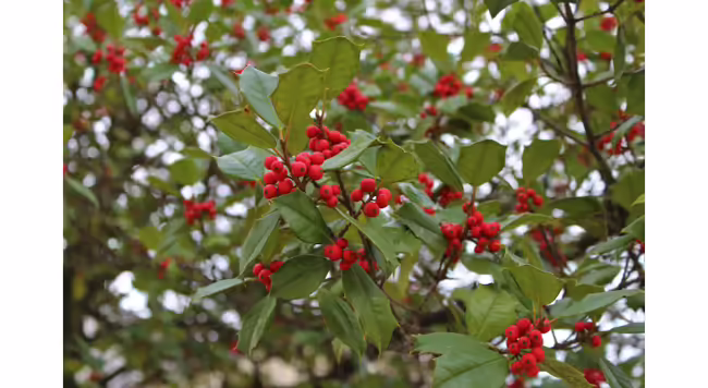 Hollies are symbolic of the holiday season, providing beauty in the landscape as well as abundant berries for native birds. Photo Credit: Diane Plewa, Illinois Extension Plant Clinic
