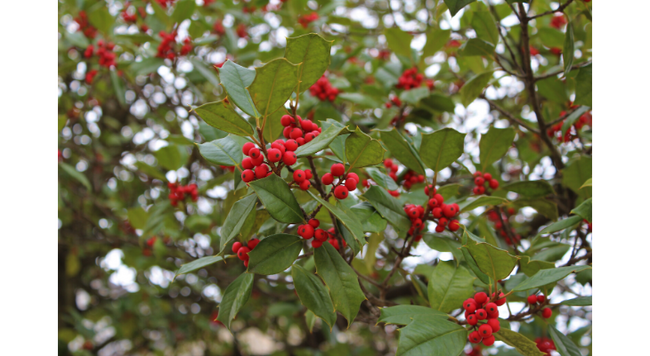 Hollies are symbolic of the holiday season, providing beauty in the landscape as well as abundant berries for native birds. Photo Credit: Diane Plewa, Illinois Extension Plant Clinic