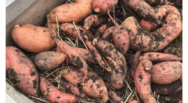 The sweet potato produces more biomass and nutrients per acre that any other food crop, making it a globally important agricultural crop.  Photo Credit: Andrew Holsinger, Illinois Extension
