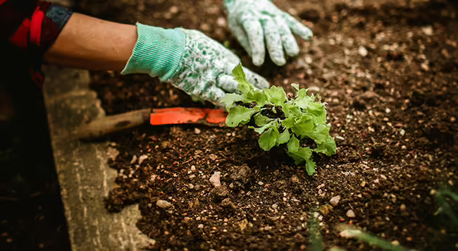 A person digging into soil in a raised flower bed