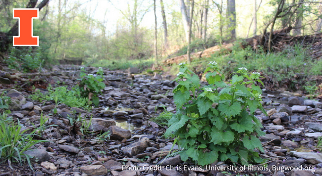 Forest path with second year garlic mustard growing in it.