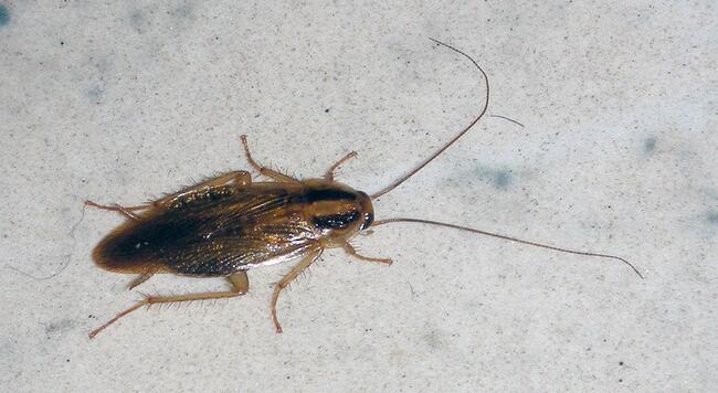 German Cockroach female adult